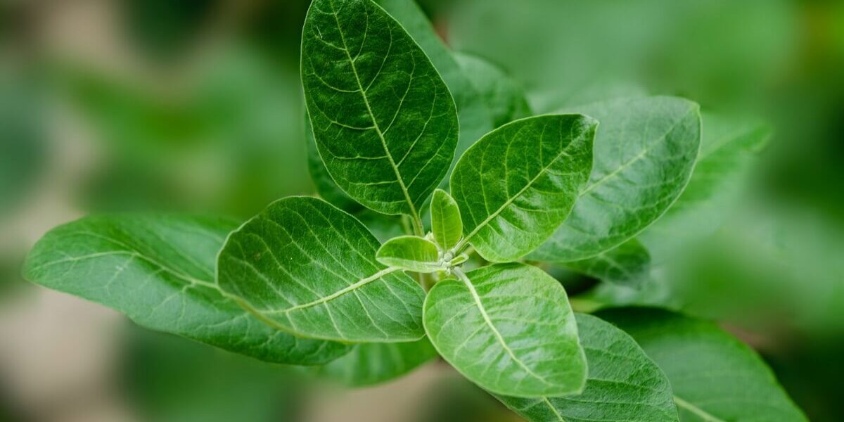 close up of ashwagandha plant
