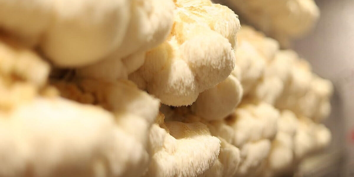 lion's mane medicinal mushrooms