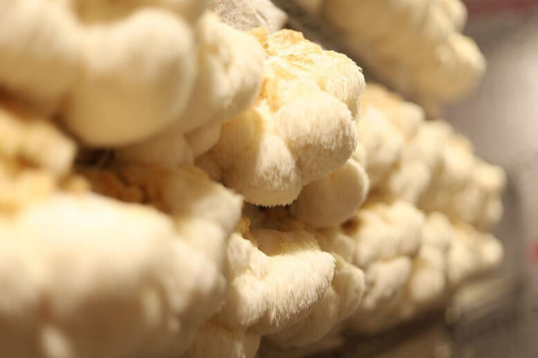 mushrooms-lions mane 1200 x 800 lion's mane medicinal mushrooms