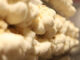 lion's mane medicinal mushrooms